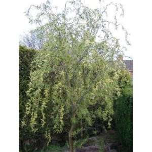  Beautiful Corkscrew Willow Tree: Patio, Lawn & Garden