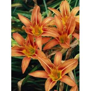  A Cluster of Coral Colored Day Lilies National Geographic 