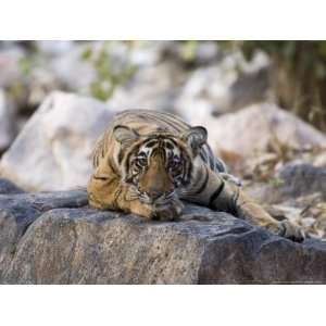  Bengal Tiger, 10 Month Old Cub Lying, India Premium 