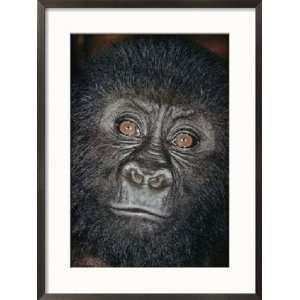 Portrait of a Four Year Old Male Gorilla Animals Framed Photographic 