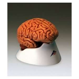  Classic 5 Part Human Brain: Health & Personal Care