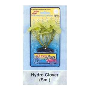  Plants+Plus Creepers Hydro Clover   3 Tall: Kitchen 