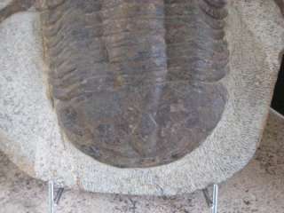 Asaphellus Stubbsi Trilobite   Lower Ordovician Morocco  