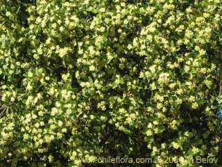Quillaja saponaria. 70 fresh seeds Hardy  