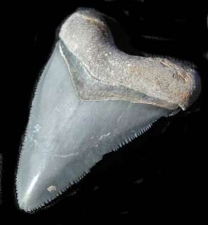 16 Bone Valley MEGALODON SHARK Tooth Fossil Teeth  
