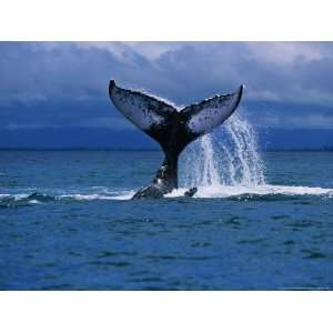  Humpback Whale, a Whale Tail Slapping, Sainte Marie Island 