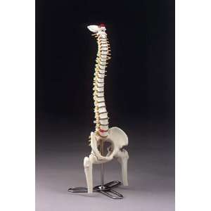 Walter Products Desk Size Flexible Vertebral Column Model with 