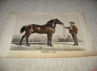 Antique Litho Print Ardennes Horse Breed  