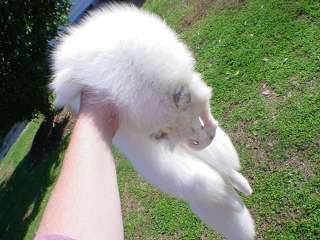 White fur Arctic fox pelt for mountain man hat mukluk  