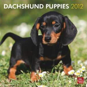 BARNES & NOBLE  2012 Dachshund Puppies Square 12X12 Wall Calendar by 