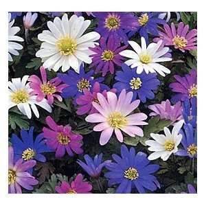  Anemone blanda Bulbs Mix Patio, Lawn & Garden