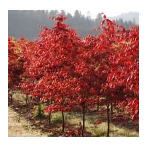  Japanese Maple   Bloodgood Tree   One Gallon Pot: Patio 