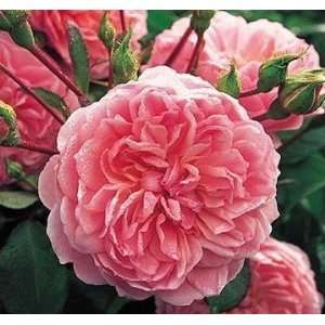  Anne Boleyn Rose Seeds Packet: Patio, Lawn & Garden