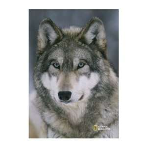 Gray Wolf Large Impressions Flag: Patio, Lawn & Garden