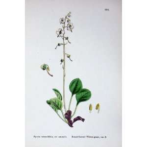  Botany Plants C1902 Round Leaved Winter Green Pyrola: Home 