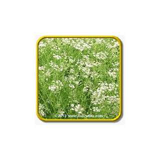  1 Lb Herb Seeds   Caraway Bulk Herb Seeds Patio, Lawn 