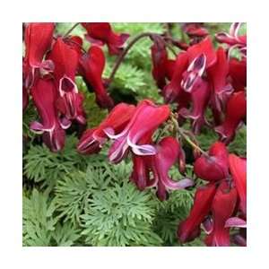  Bleeding Heart   Burning Hearts Perennial Flower Patio 