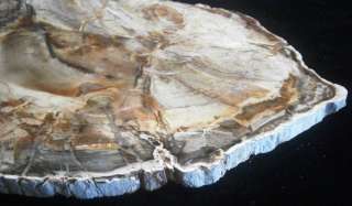 Petrified Wood (Conifer) Slab Madagascar Polished Both Sides Triassic 