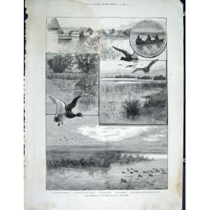  Duck Shooting Long Point Island Lake Eire Print 1889: Home 