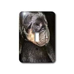  Taiche Photography   Dog Rottweiler Puppy   Light Switch 