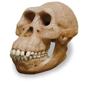    Skullduggery 0265 1 Aust. Afarensis Skull with Stand Toys & Games