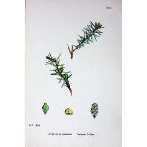  Botany Plants C1902 Common Juniper Juniperus Colour: Home 