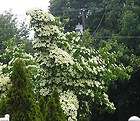 WHITE DOGWOOD TREES))))) 2 FEET TALL))))) FLOWERING TREE 