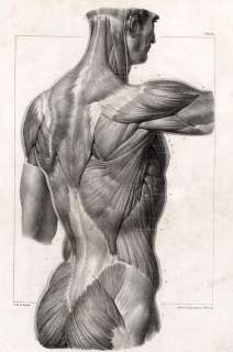 Antique Medical Anatomy Print MUSCLES BACK NECK Bourgery 1831  