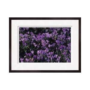  Purple Violets Washington District Of Columbia Framed 