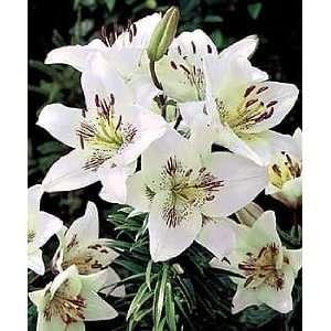  Centerfold Asiatic Lily 2 Bulbs   White with Red Streaks 
