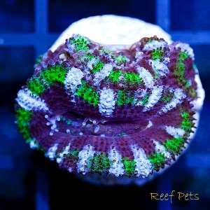   Reef Pets* Ultra Australian Acanthastrea Acan Lord *Live Coral*  