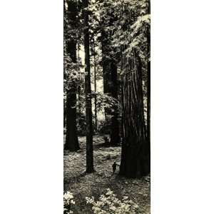 1936 Print Redwoods Forest Sequoia National Park Tree   Original 