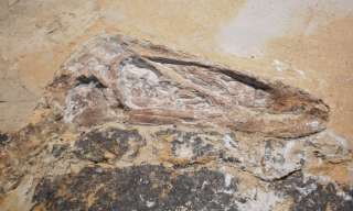 real Dinosaur fossil SINORNITHOSAURUS MILLENII dinobird dinosaure à 