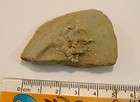   Cyathocrinites iowensis crinoid Indiana USA real fossil 345 MYO WF89