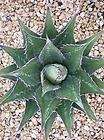 Agave montana HARDY AGAVE Exotic SEEDS