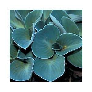  Hosta Plants   Hosta Blue Mouse Ears Patio, Lawn 