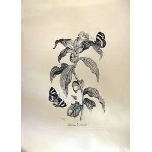  Anona Marans Large Botanical Print Huyter Sculp