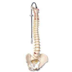  3B Scientific Classic Flexible Spine Health & Personal 