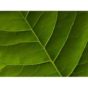  The Veins of a Leaf Found at Spring Creek Prairie near 