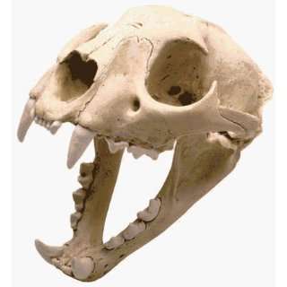  Skullduggery 0212 Mountain Lion Skull with Stand Toys 