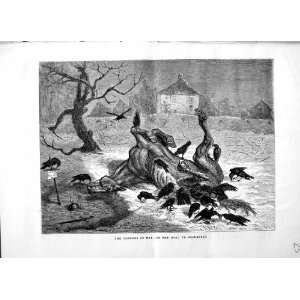  1871 WAR DEAD HORSE BIRDS BEAUGENCY TREE ANTIQUE PRINT 