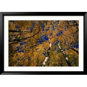  Aspen Trees, Aspen, Colorado, USA Lonely Planet Collection 