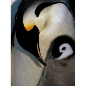 Emperor Penguins, Atka Bay, Weddell Sea, Antarctic Peninsula 