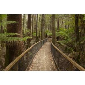   , Mount Field National Park, Tasmania, Australia by David Wall, 48x72