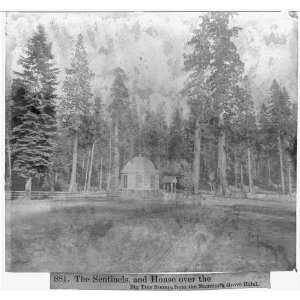   the Big Tree Stump, from the Mammoth Grove Hotel 1866