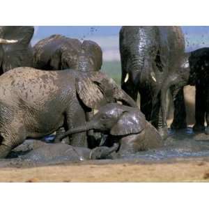 African Elephant (Loxodonta Africana) Mudbathing, Addo National Park 