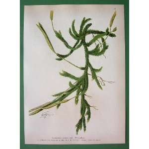 MEDICINAL PLANTS Club Moss Lycopodium Clavatum   Antique Print Color 