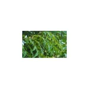  Dry Neem Leaves   1.5oz