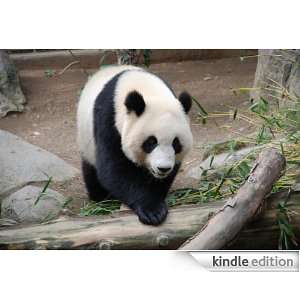 Giant Panda   Animal Kingdom: App Book Shop:  Kindle Store