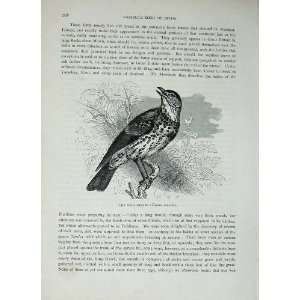   Birds C1870 Song Thrush Turdus Musicus Nature